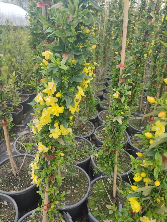 Sarı Çiçekli Yasemin, 200cm üzeri - Görsel 5