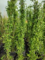 Sarmaşık Ponpon Gül, 2 metre - Görsel 3