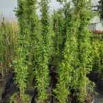 Sarmaşık Ponpon Gül, 2 metre