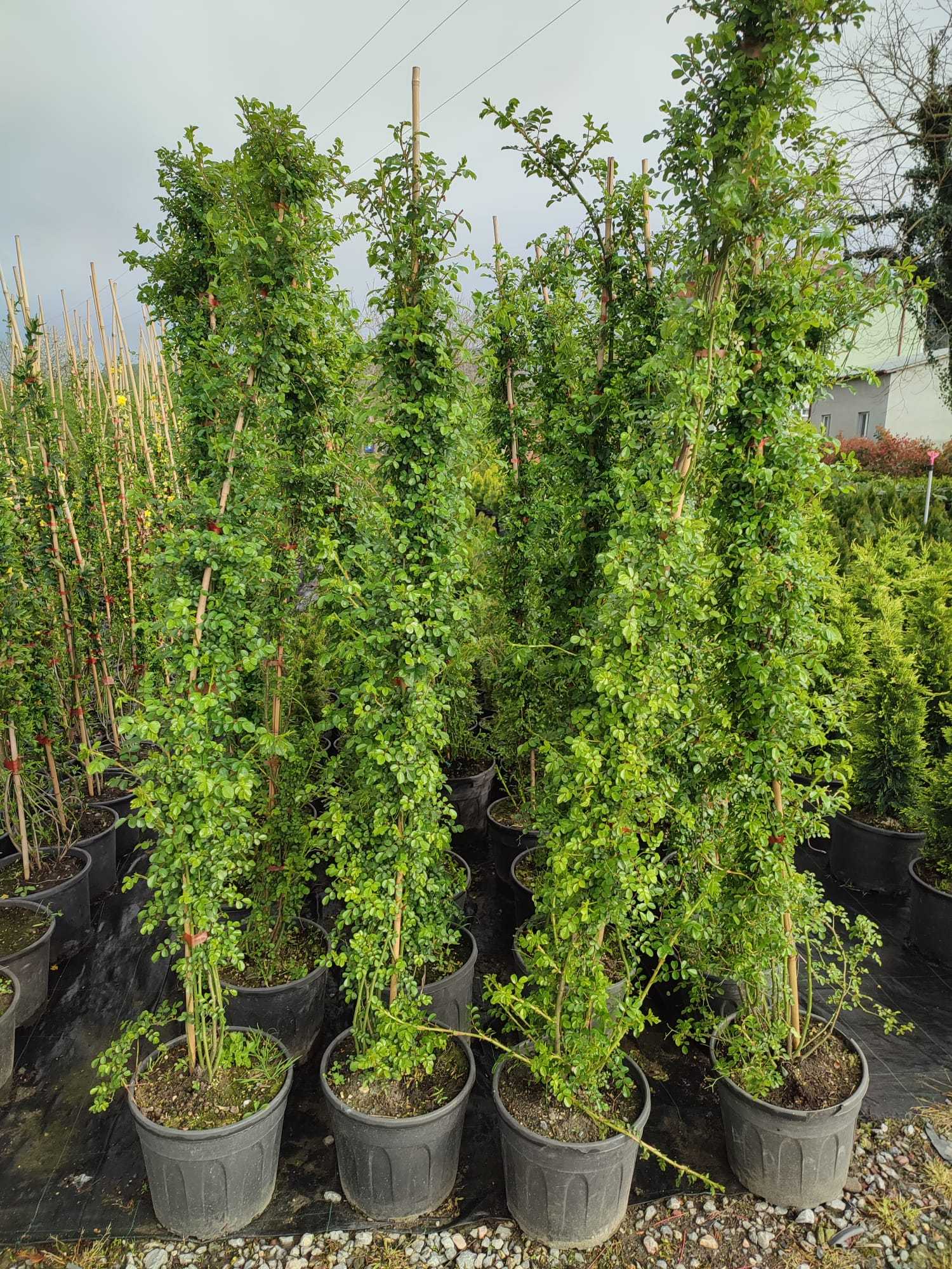 sarmasik-gul-200cm-2 Sarmaşık Ponpon Gül, 2 metre - Görsel 1