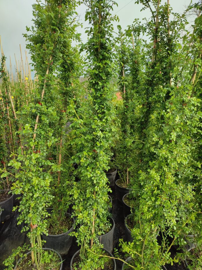 Sarmaşık Ponpon Gül, 2 metre - Görsel 3