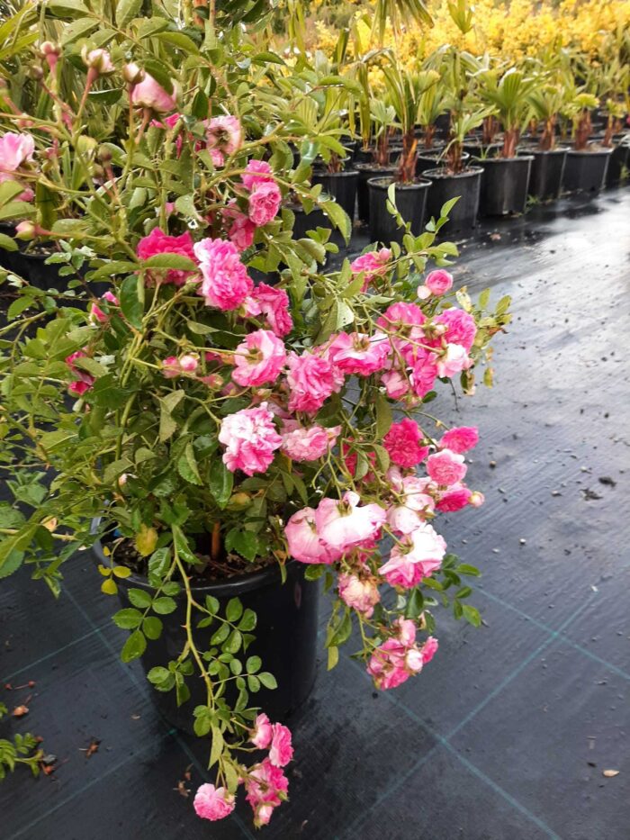 Sarmaşık Ponpon Gül, 2 metre - Görsel 2