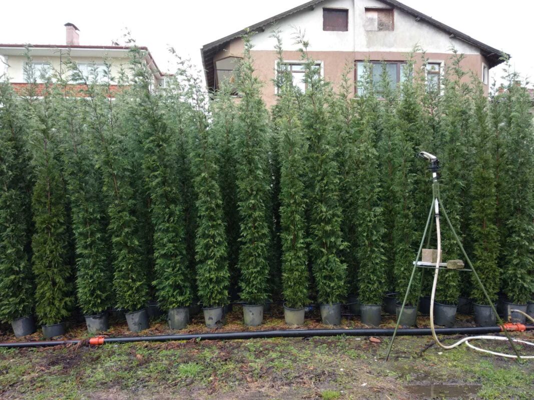 Leylandi ne kadar aralıkla dikilir?