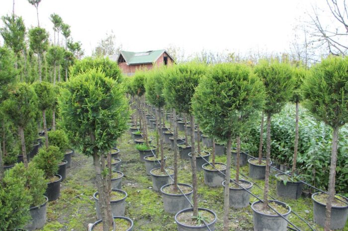 Şekilli budanmış Top Leylandi (Tek top) - Görsel 4