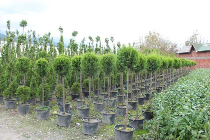 Şekilli budanmış Top Leylandi (Tek top) - Görsel 3