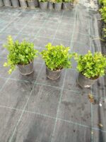 Osmanlı Şimşiri 30-40cm boy - Görsel 6