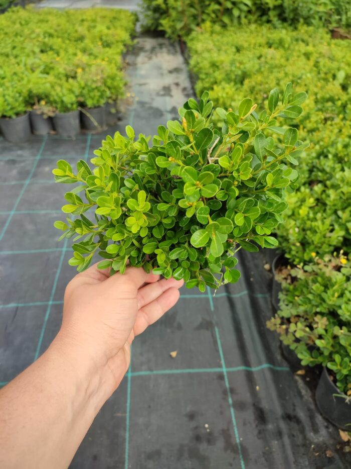 Osmanlı Şimşiri 30-40cm boy - Görsel 7