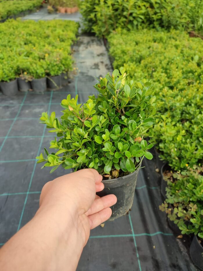 Osmanlı Şimşiri 30-40cm boy - Görsel 8