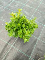 Osmanlı Şimşiri 30-40cm boy - Görsel 9