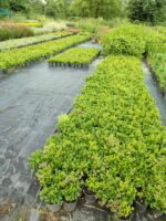 Osmanlı Şimşiri 30-40cm boy - Görsel 10