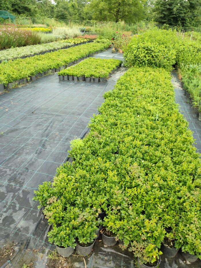 Osmanlı Şimşiri 30-40cm boy - Görsel 10