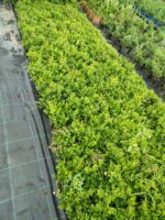 Osmanlı Şimşiri 30-40cm boy - Görsel 11