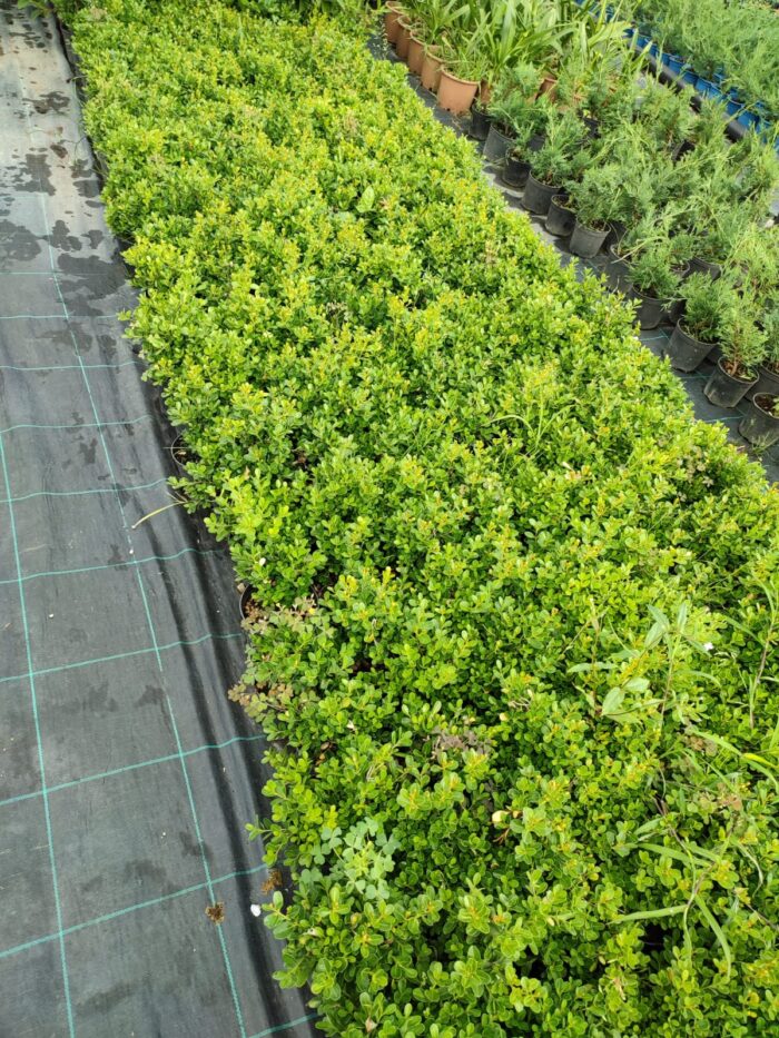 Osmanlı Şimşiri 30-40cm boy - Görsel 11