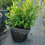 Şimşir 20-30cm 1,5 litre 2-3 lü Ekim