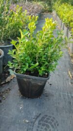 Şimşir 20-30cm 1,5 litre 2-3 lü Ekim