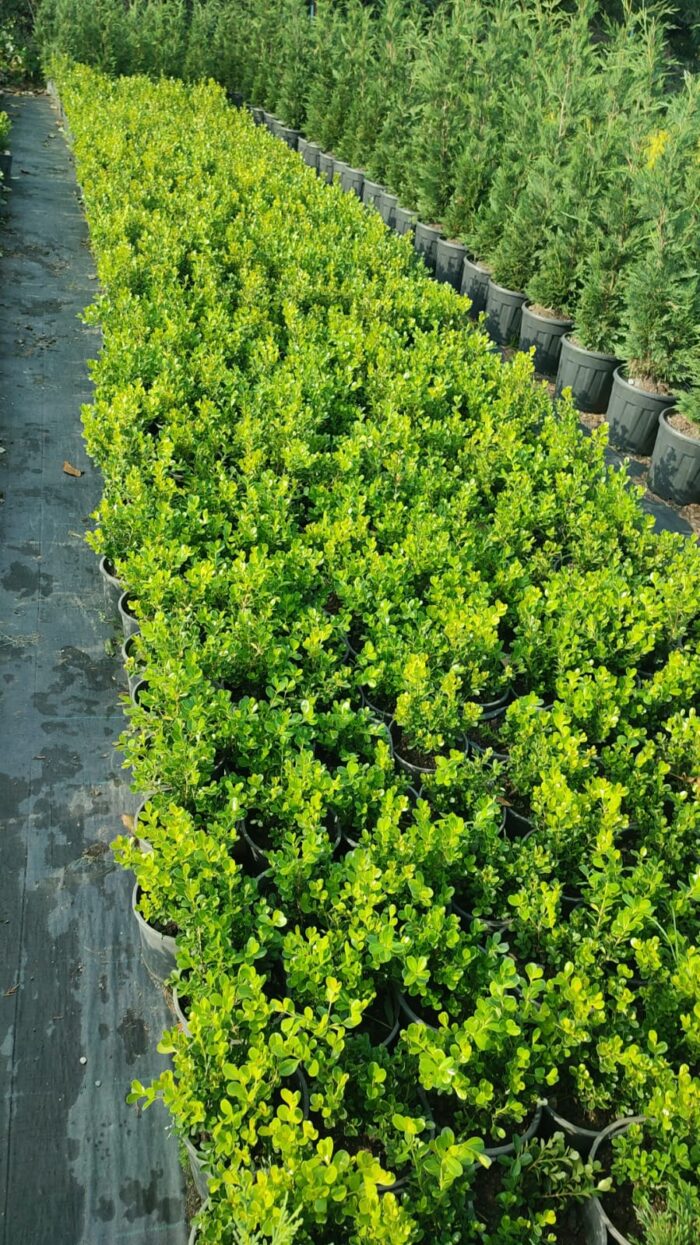 Şimşir 20-30cm 1,5 litre 2-3 lü Ekim - Görsel 3