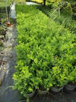 Şimşir 30-40 cm boy 3 litre saksı ( Rotundifolia ) - Görsel 4