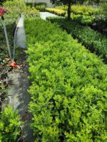 Şimşir 30-40 cm boy 3 litre saksı ( Rotundifolia ) - Görsel 3