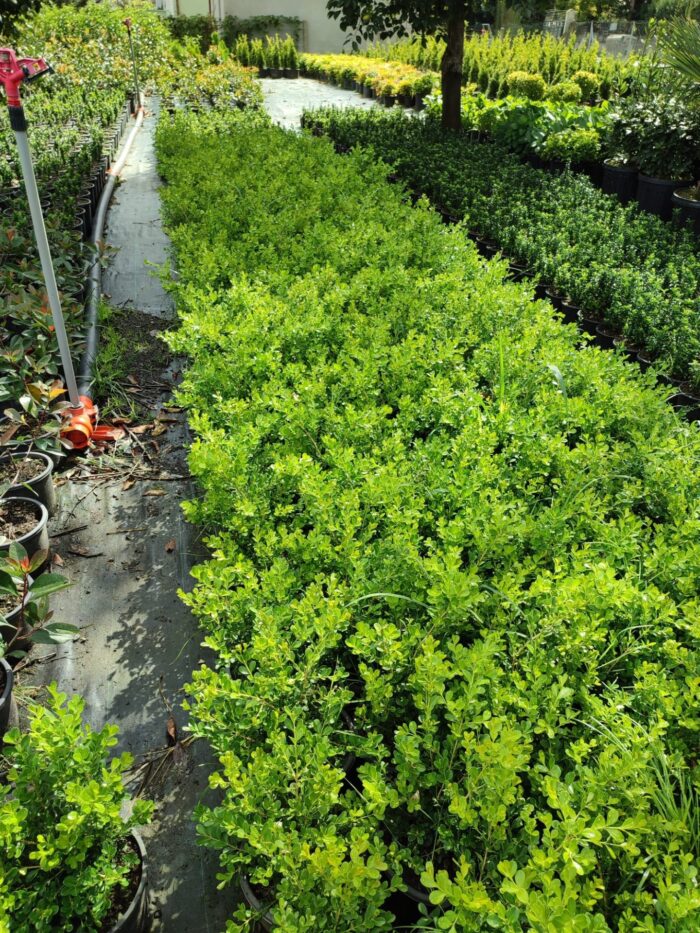 Şimşir 30-40 cm boy 3 litre saksı ( Rotundifolia ) - Görsel 3