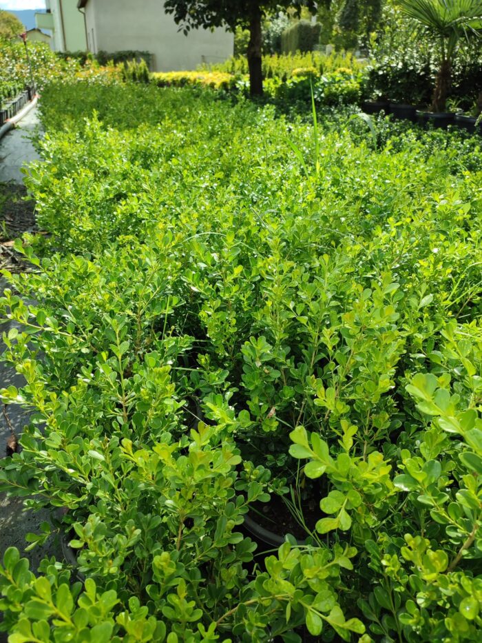 Şimşir 30-40 cm boy 3 litre saksı ( Rotundifolia ) - Görsel 2