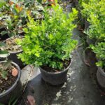 Şimşir 30-40 cm boy 3 litre saksı ( Rotundifolia )