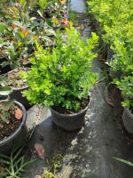 Şimşir 30-40 cm boy 3 litre saksı ( Rotundifolia )