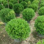 Top Şimşir 60-80 cm Çap