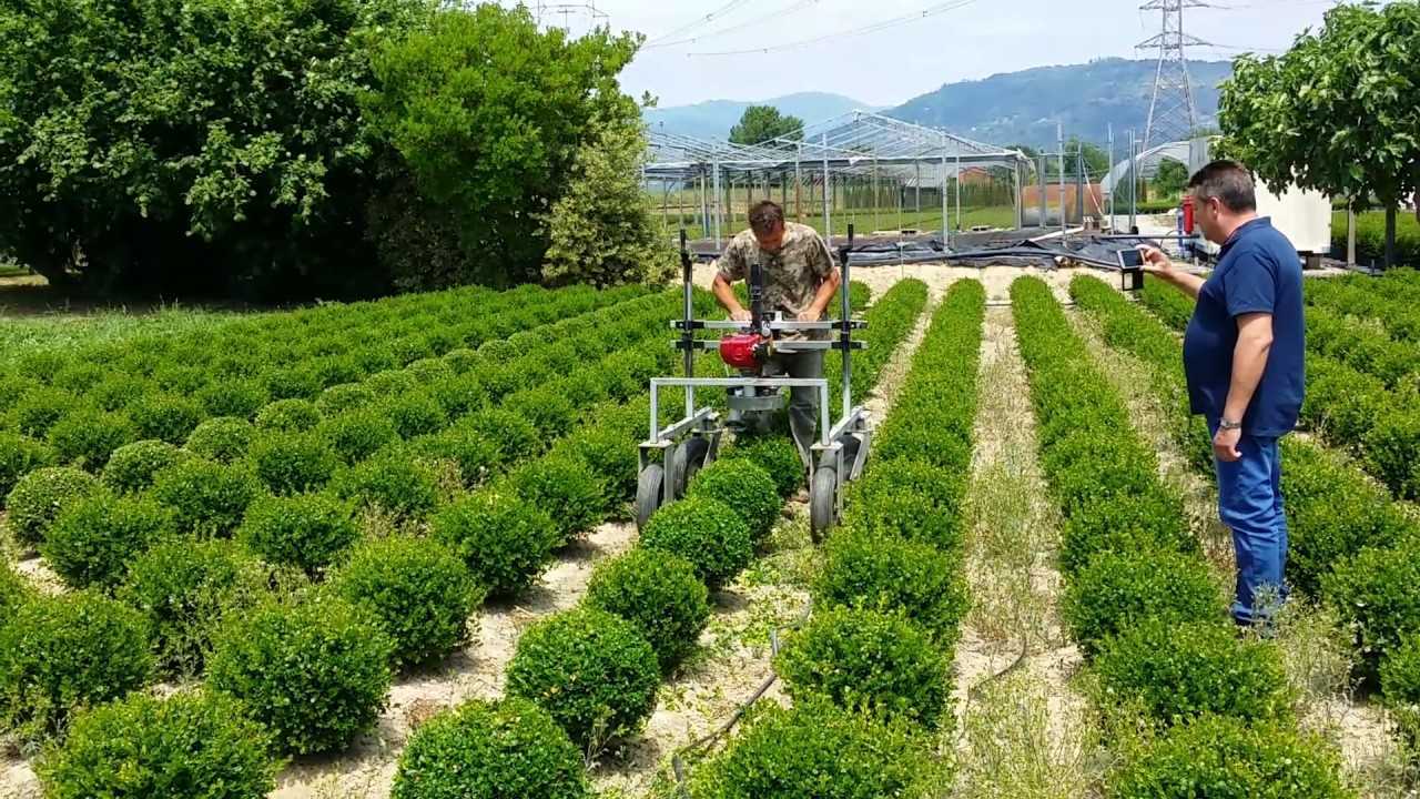 Şimşir Ağacı ve Faydaları