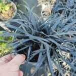 Siyah Kara Çim - Ophiopogon planiscapus Nigrescens