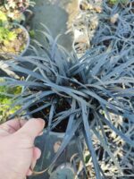 Siyah Kara Çim - Ophiopogon planiscapus Nigrescens