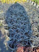 Siyah Kara Çim - Ophiopogon planiscapus Nigrescens - Görsel 2