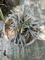 Siyah Kara Çim - Ophiopogon planiscapus Nigrescens - Görsel 3