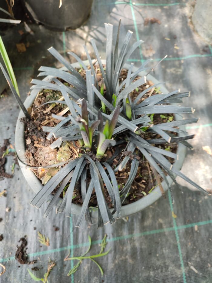 Siyah Kara Çim - Ophiopogon planiscapus Nigrescens - Görsel 3