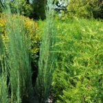 Skyrocket (Juniperus scopulorum Skyrocket) 175-200cm Boy