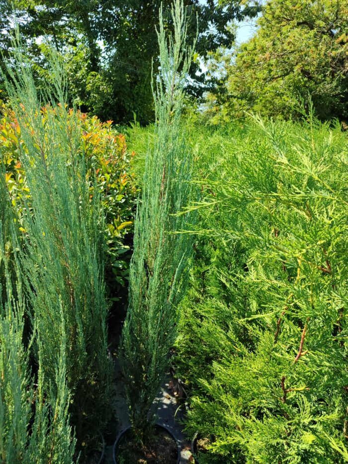 Skyrocket (Juniperus scopulorum Skyrocket) 125-150cm Boy - Görsel 3