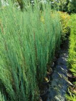 Skyrocket (Juniperus scopulorum Skyrocket) 150-175cm Boy - Görsel 2