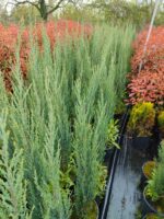 Skyrocket (Juniperus scopulorum Skyrocket) 150-175cm Boy - Görsel 5