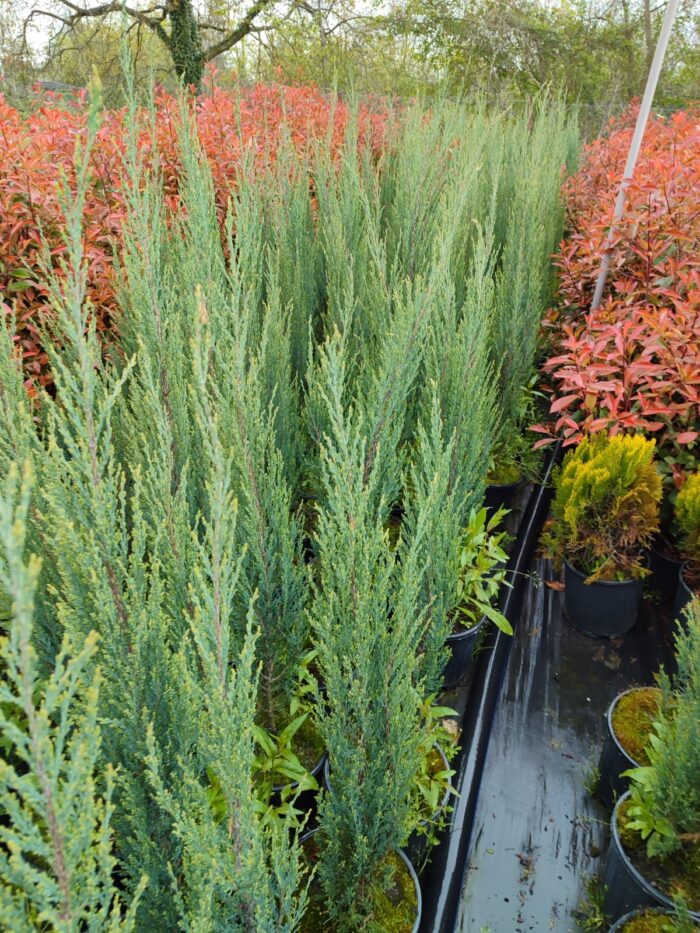Skyrocket (Juniperus scopulorum Skyrocket) 150-175cm Boy - Görsel 5