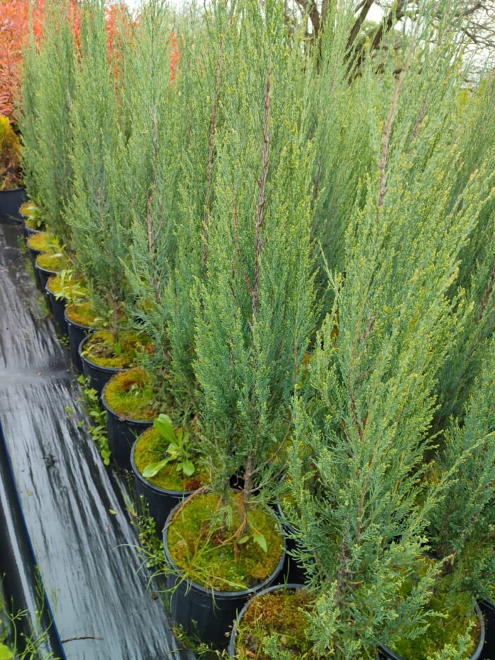 Skyrocket (Juniperus scopulorum Skyrocket) 125-150cm Boy - Görsel 6
