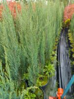 Skyrocket (Juniperus scopulorum Skyrocket) 175-200cm Boy - Görsel 7
