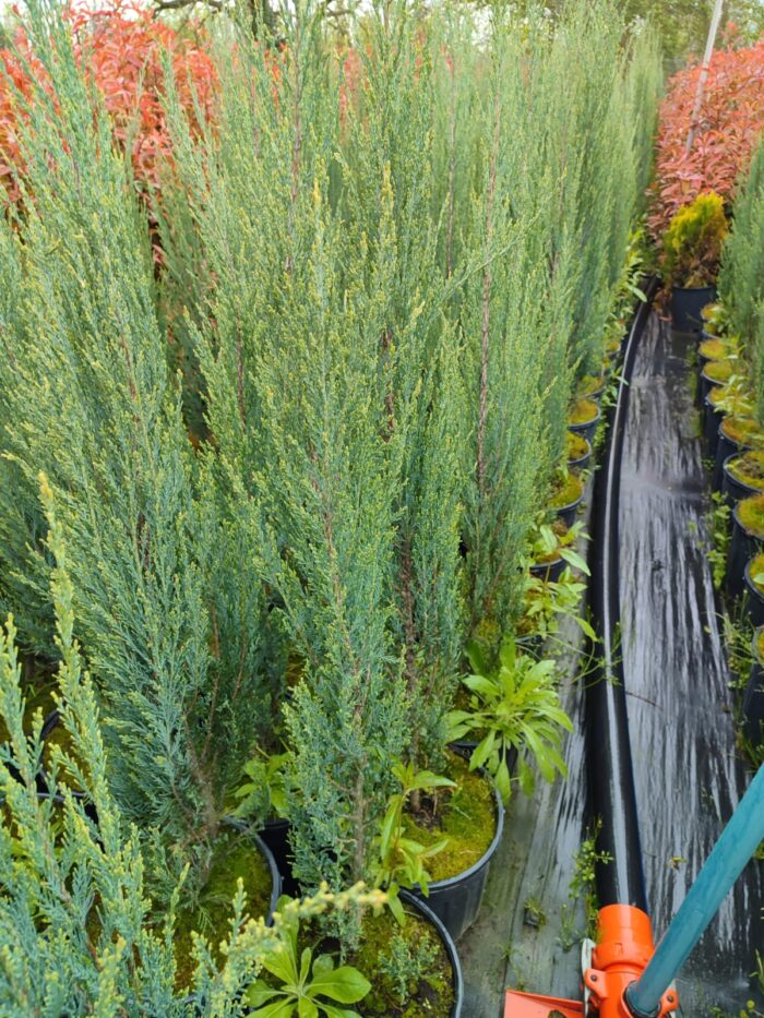 Skyrocket (Juniperus scopulorum Skyrocket) 175-200cm Boy - Görsel 7