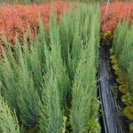 Skyrocket (Juniperus scopulorum Skyrocket) 125-150cm Boy