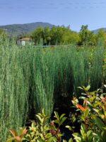 Skyrocket (Juniperus scopulorum Skyrocket) 150-175cm Boy - Görsel 3