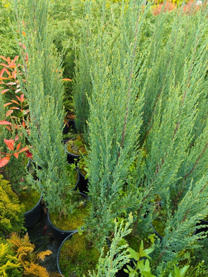 Skyrocket (Juniperus scopulorum Skyrocket) 125-150cm Boy - Görsel 7