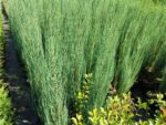 Skyrocket (Juniperus scopulorum Skyrocket) 175-200cm Boy - Görsel 2