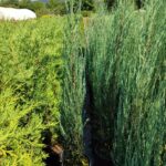 Skyrocket (Juniperus scopulorum Skyrocket) 150-175cm Boy