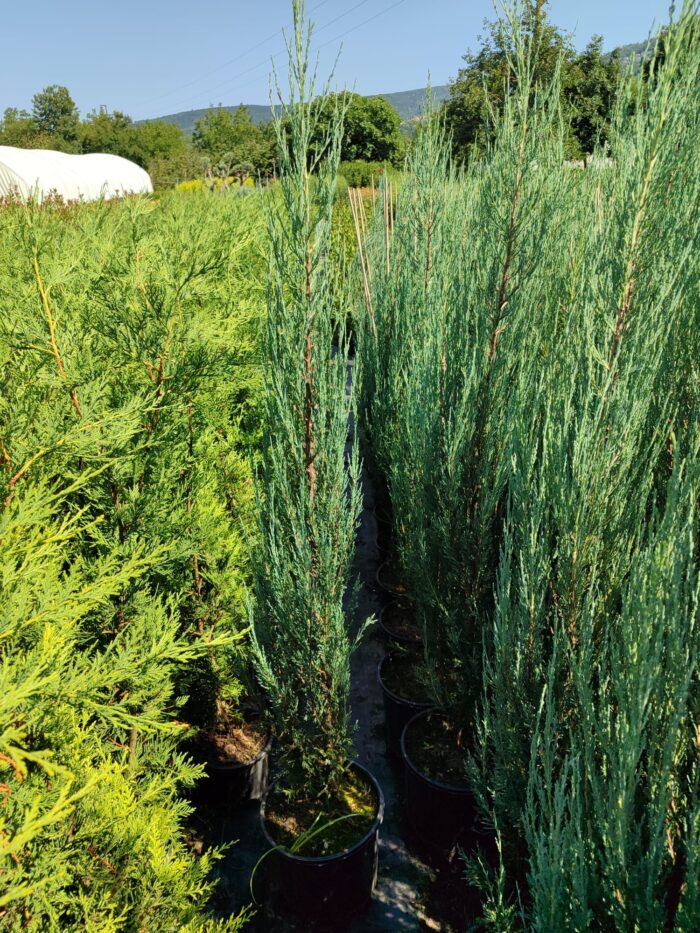 Skyrocket (Juniperus scopulorum Skyrocket) 175-200cm Boy - Görsel 5