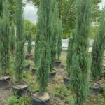 Skyrocket 250-300cm 35 Litre