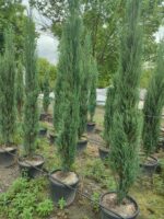 Skyrocket 250-300cm 35 Litre