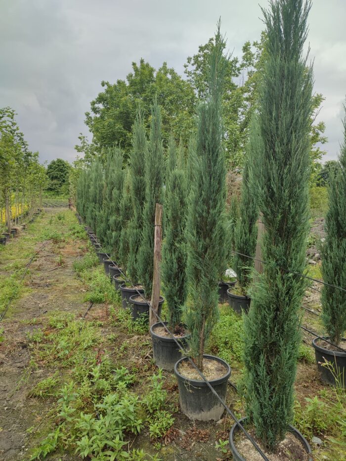 Skyrocket 250-300cm 35 Litre - Görsel 3